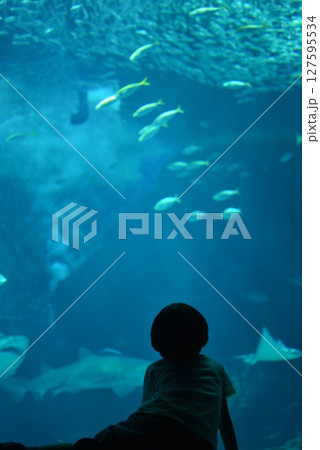 福岡 マリンワールド 大水槽 福岡 マリンワールド 大水槽 127595534