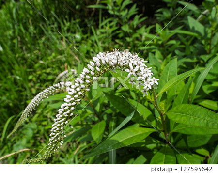開花したオカトラノオの白い花 127595642