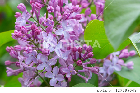 Lilac flowers (Syringa) . Summer purple background with  lilac flowers. 127595648
