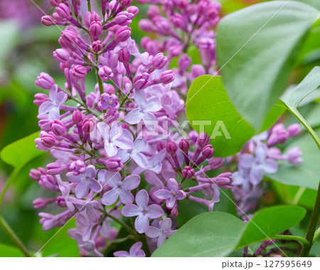 Lilac flowers (Syringa) . Summer purple background with  lilac flowers. 127595649