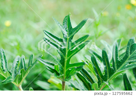 Philodendron Xanadu, Philodendron xanadu Croat or Mayo and J Boos and rain droplet 127595662