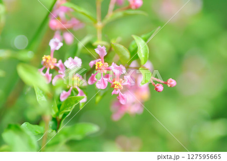 Acerola, Barbados Cherry or glabra or Malpighia or Malpighia glabra or malpighia punicifolia or Manzanita, Marcello Malpighi or Wild Crapemyrtle Acerola, Barbados Cherry or glabra or Malpighia or Malpighia glabra or malpighia punicifolia or Manzanita, Marcello Malpighi or Wild Crapemyrtle 127595665