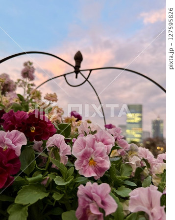 パンジーと金魚草の寄せ植え越しに見えるピンク色の夕焼 パンジーと金魚草の寄せ植え越しに見えるピンク色の夕焼 127595826