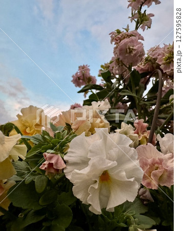 寄せ植えの花越しに見える夕暮れ時の空 127595828