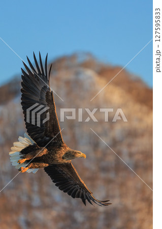 黄金色に染まる翼 — 力強いオジロワシの姿 127595833