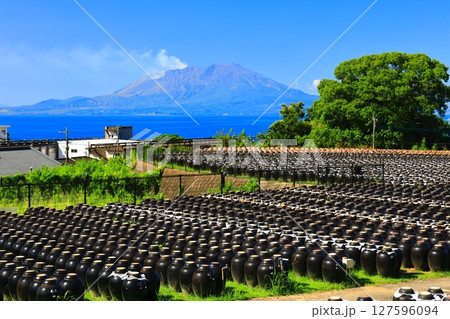 【鹿児島】快晴の壺畑と桜島 127596094