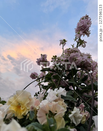 寄せ植えの花越しに見える夕暮れ時の空 127596133