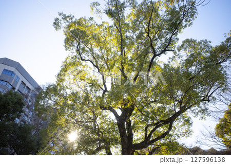 上野の風景 上野の風景 127596138