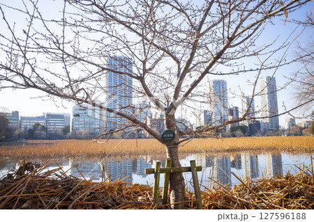 上野の風景 127596188