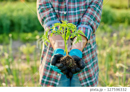 Tomato seedlings in hands of gardener, outdoor backyard vegetable garden farm 127596332