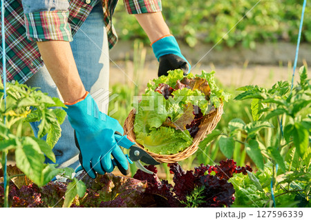 Close up of hands with garden shears cutting lettuce leaves crop 127596339