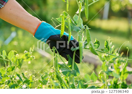 Growing green peas, close up of gardener's hands holding pea plant in raised garden bed 127596340