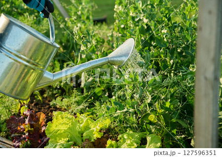 Close-up of watering can in hands watering green pea plants lettuce leaves Close-up of watering can in hands watering green pea plants lettuce leaves 127596351