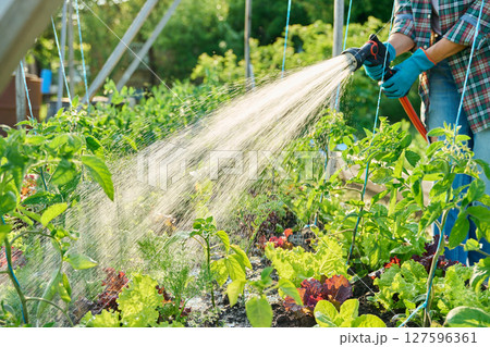 Close up of hand with hose watering plants of vegetables and herbs on raised garden bed Close up of hand with hose watering plants of vegetables and herbs on raised garden bed 127596361