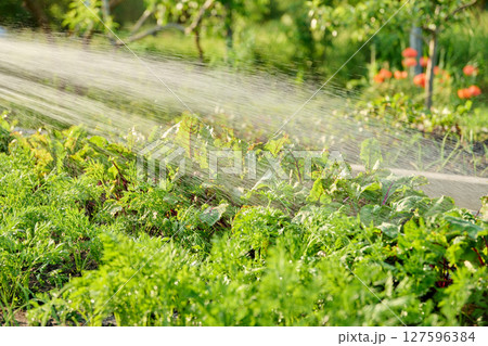 Hose watering beet carrot plants on raised garden bed Hose watering beet carrot plants on raised garden bed 127596384