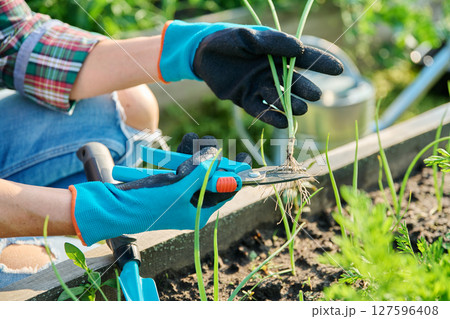 Growing onion plant, young seedling in hands of gardener with pruning shears Growing onion plant, young seedling in hands of gardener with pruning shears 127596408