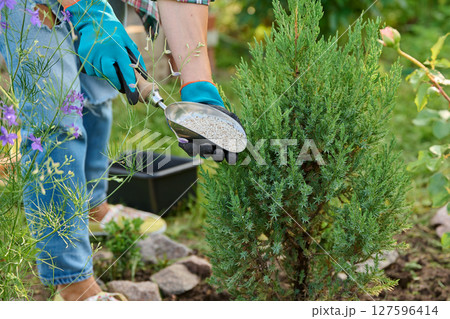 Caring for Juniperus in garden, gardener with mineral fertilizers for conifers 127596414