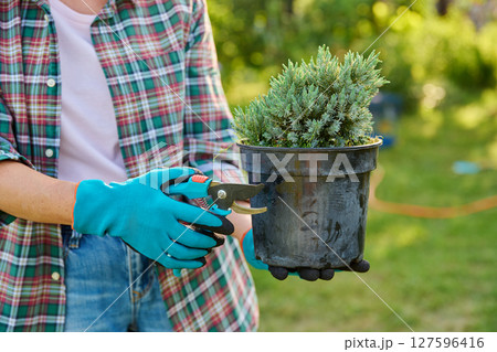 Plant Juniperus in pot in hands of gardener and pruning shears for cutting shaping plant 127596416