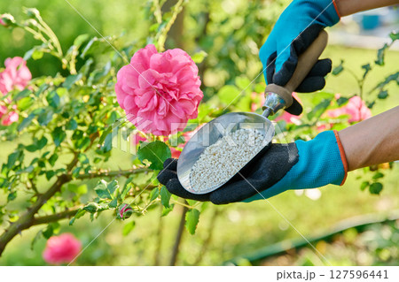 Granular mineral fertilizers for rose plants, spring and summer scheduled feeding Granular mineral fertilizers for rose plants, spring and summer scheduled feeding 127596441