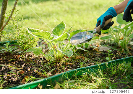 Close-up of hands with mineral fertilizers in garden on flower bed with green bushes 127596442