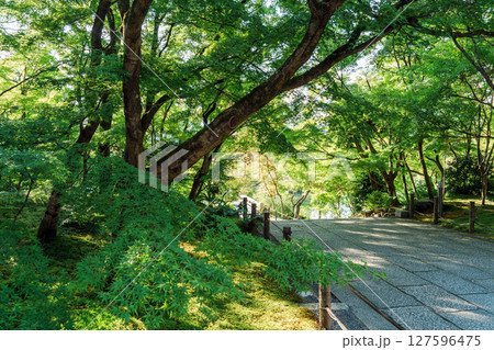 新緑に包まれた永観堂の参道 127596475