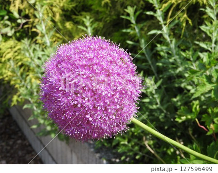 球体で咲く「ギガンチウム」の花 球体で咲く「ギガンチウム」の花 127596499