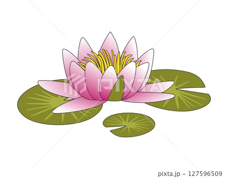 Colorful water lily illustration. Pink flower or lotus with leaf's in cartoon style. Plants, nature, home interior concept 127596509