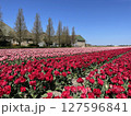 Tulip fields in spring near Amsterdam 127596841