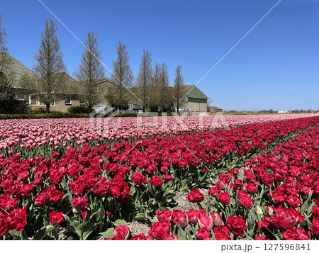 Tulip fields in spring near Amsterdam 127596841