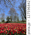 Tulip fields in spring near Amsterdam 127596842