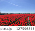 Tulip fields in spring near Amsterdam 127596843