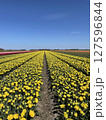 Tulip fields in spring near Amsterdam 127596844