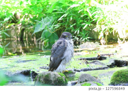 オオタカ オオタカ 127596849