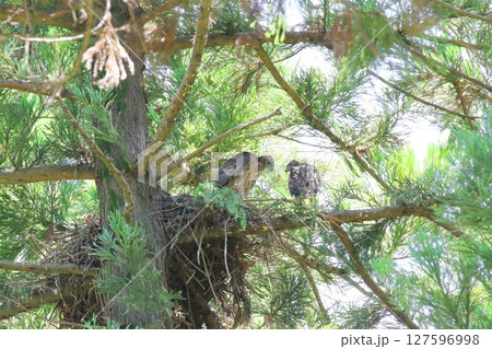 オオタカの幼鳥 オオタカの幼鳥 127596998