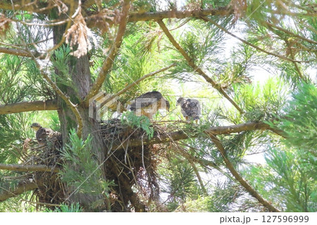 オオタカの幼鳥 オオタカの幼鳥 127596999