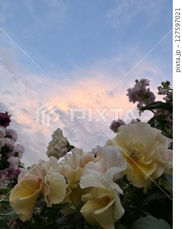 パステルカラーの花ごしに見えるピンク色の夕焼け空 127597021