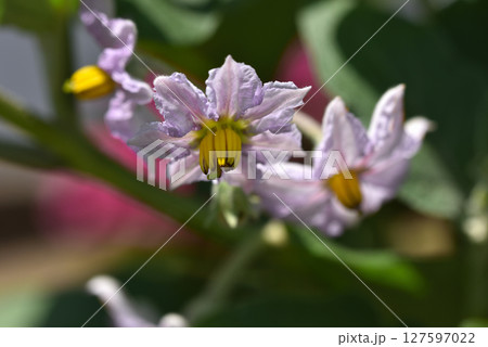 淡い紫色が綺麗なナスの花 127597022