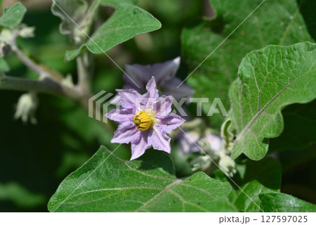 淡い紫色が綺麗なナスの花 127597025