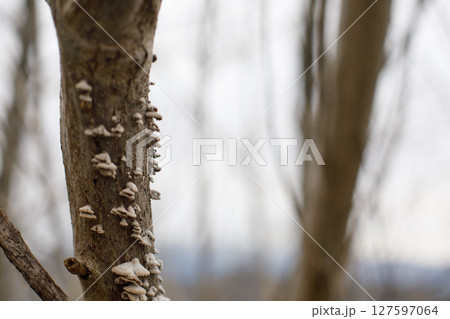 Split Gill Polypore, Schizophyllum commune. Fungi Growth on a Tree Trunk  127597064