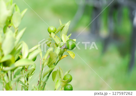 lime, lime plant or lemon tree or Citrus aurantiifolia 127597262