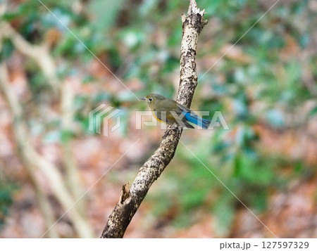木の枝にとまる冬の小鳥スズメ目のルリビタキ雌 127597329