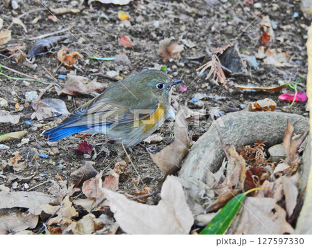 地面を歩くヒタキ科の冬鳥ルリビタキの雌 127597330