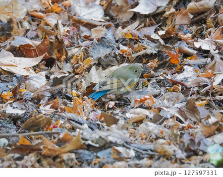 地面の落葉の上を歩くヒタキ科の野鳥ルリビタキの雌 127597331