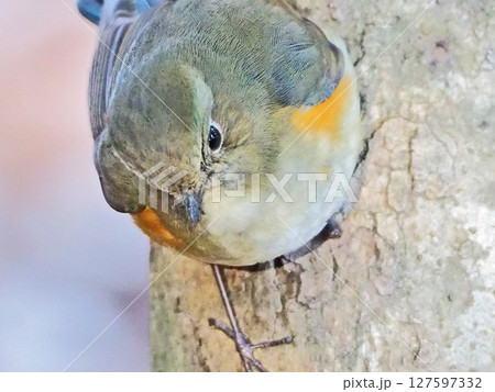 木の枝にとまる冬の小鳥スズメ目のルリビタキ雌 木の枝にとまる冬の小鳥スズメ目のルリビタキ雌 127597332