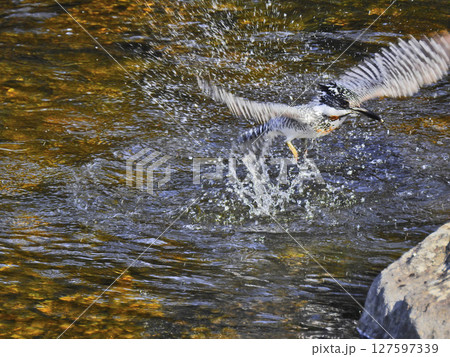 川のダイブして飛び立つカワセミ科最大の鳥ヤマセミ 川のダイブして飛び立つカワセミ科最大の鳥ヤマセミ 127597339