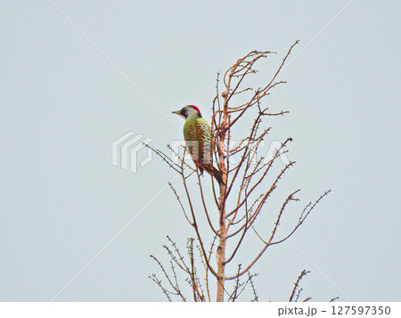 口笛のような声で鳴く日本固有種の野鳥キツツキ目のアオゲラ 口笛のような声で鳴く日本固有種の野鳥キツツキ目のアオゲラ 127597350