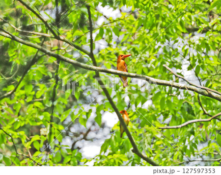 森の中で木の枝にとまる赤い鳥カワセミ科のアカショウビン 127597353