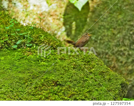 日本最小種の鳥のひとつ茶褐色の野鳥ミソサザイ 127597354
