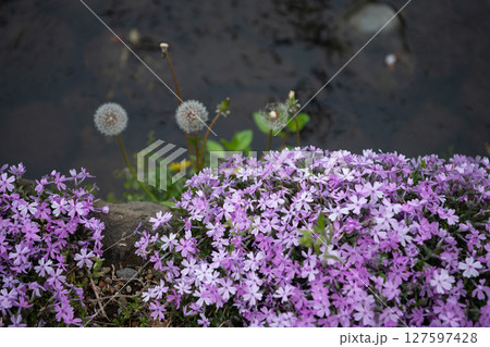 北沢緑道に咲く薄紫の芝桜と綿毛の春景色 127597428