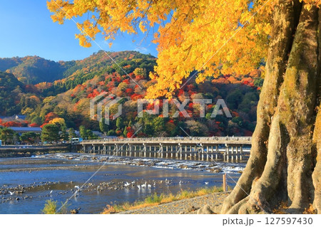 【京都府】快晴の嵐山 渡月橋と紅葉 【京都府】快晴の嵐山 渡月橋と紅葉 127597430